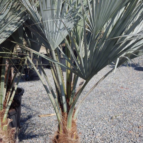 Palmier bleu du Mexique