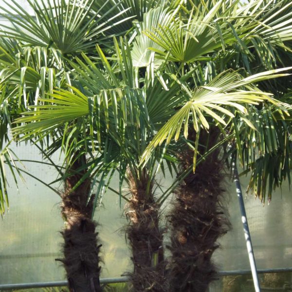 Palmier Chanvre / Palmier de Chine