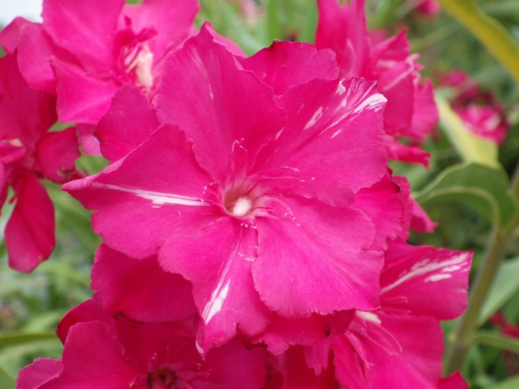 Nerium oleander 'Géant des Batailles' Pépinières de la Rivière Nerium oleander 'Géant des Batailles' Pépinières de la Rivière