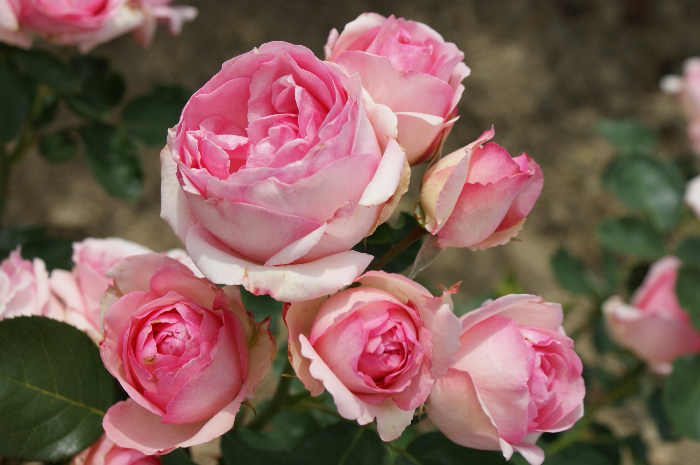 Les fruitiers et les rosiers sont arrivés