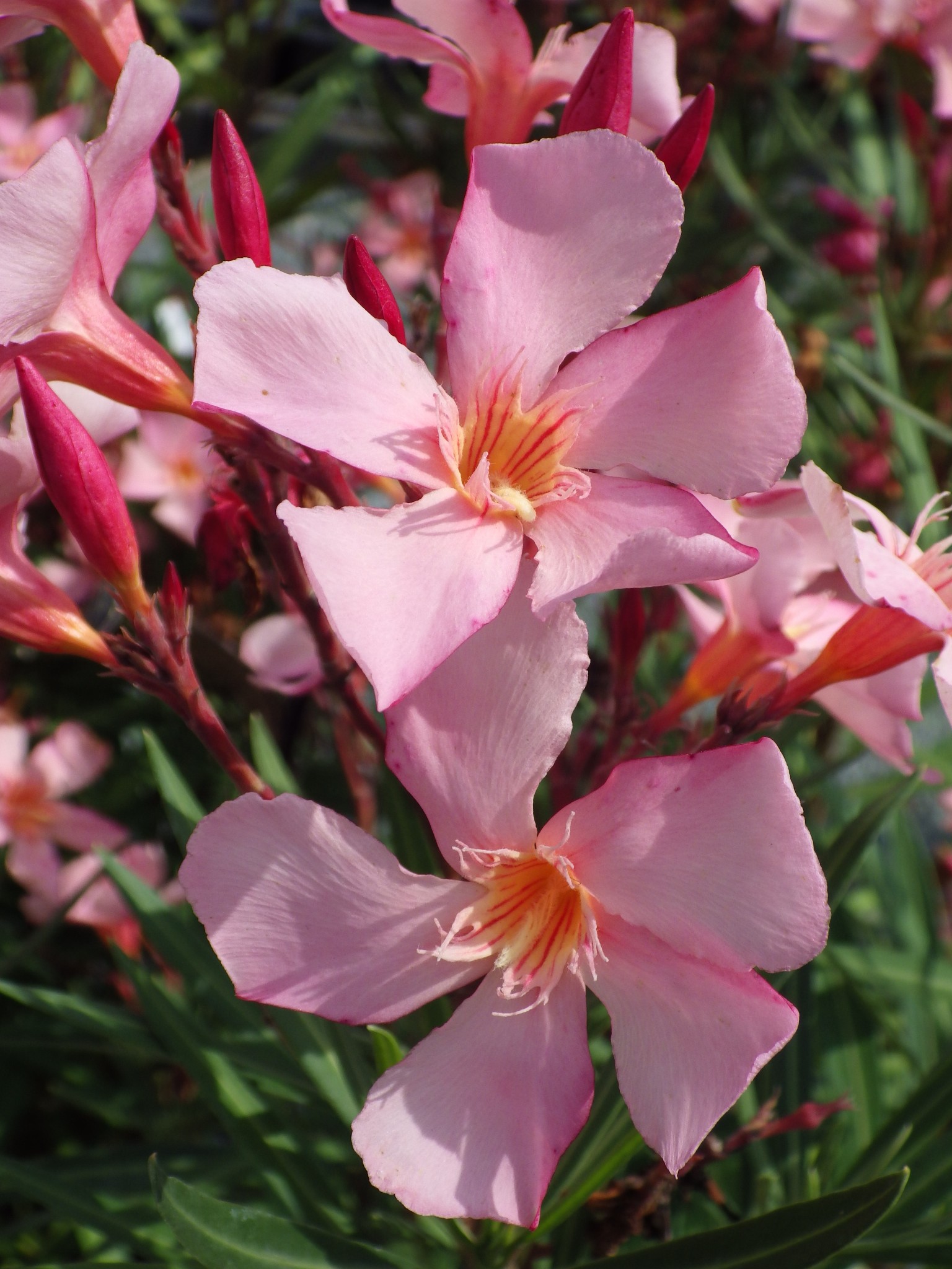 Jardin Terrasse Nerium Oleander Tito Poggi Laurier Rose