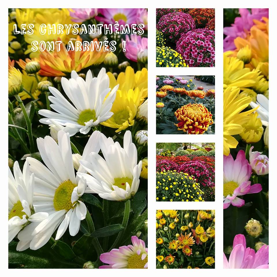 Les chrysanthèmes sont arrivés!