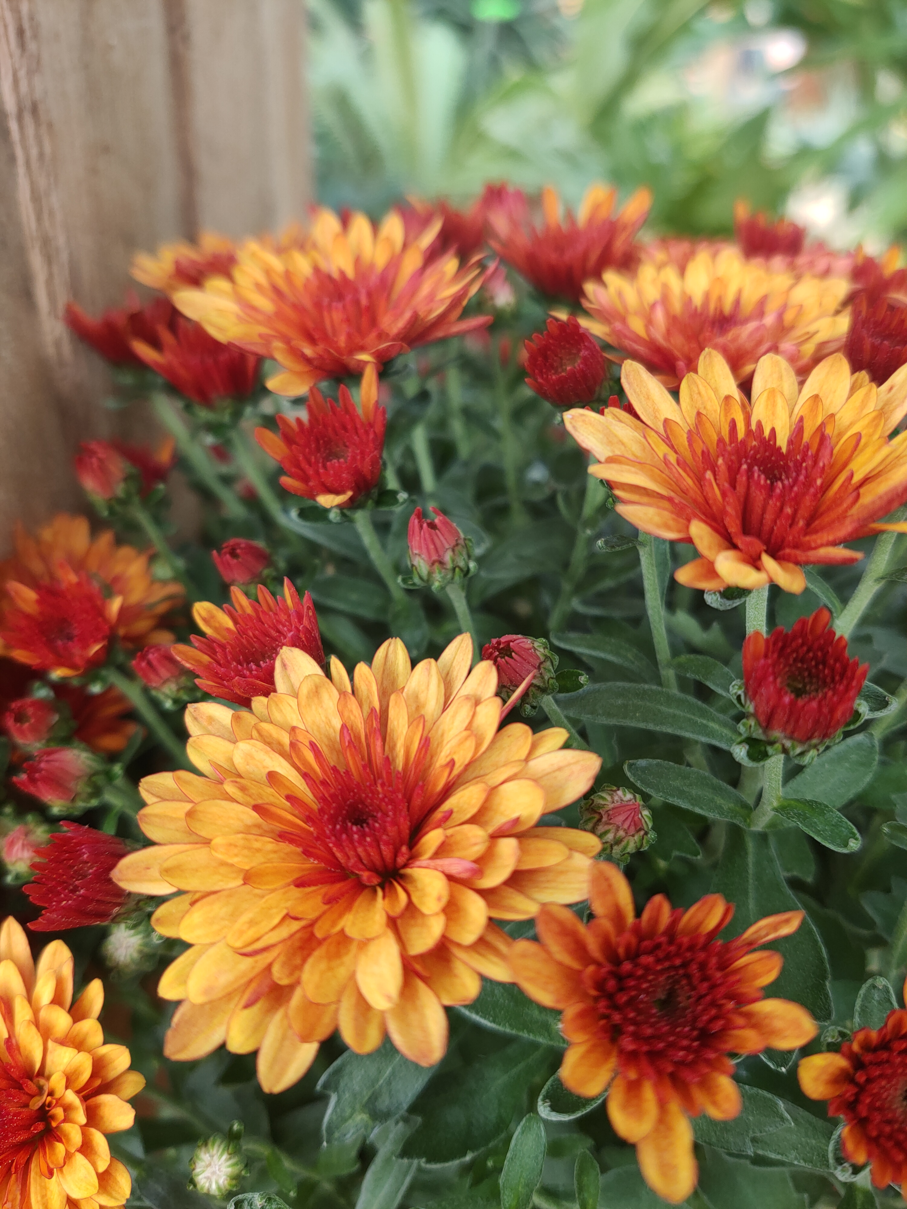 Les chrysanthèmes sont arrivés!